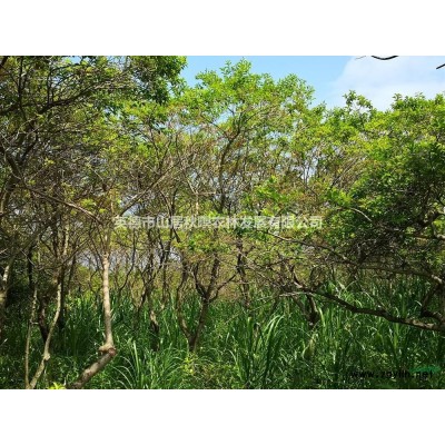 廣東供應紫荊規格*，紫荊價格便宜苗圃直供沒有中間商