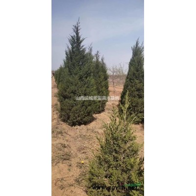 山西地區供應高度40-80公分紅葉小檗  供應紅葉小檗價格