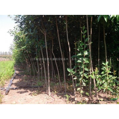 紅葉小檗小苗價(jià)格報(bào)價(jià)/*新扦插紅葉小檗小苗價(jià)格