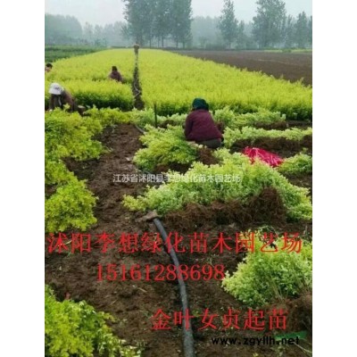 供應紅葉小檗工程苗30-50公分高 紅葉小檗球