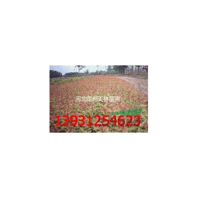 紅葉小檗、紅葉小檗苗、紅葉小檗小苗 別名：紫葉小檗