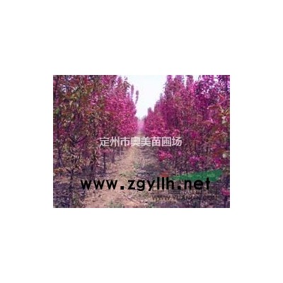 紅葉小檗 定州紅葉小檗 河北紅葉小檗 紅葉小檗價格