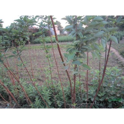 紅葉小檗價格 紅葉小檗基地 低價主產專賣紅葉小檗