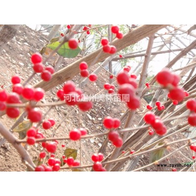 紅葉小檗球  絲棉木球 定州美林苗圃