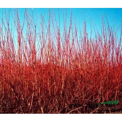 紅葉小檗河北紅葉小檗，*便宜的紅葉小檗在定州