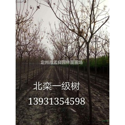 出售；金銀木，紅瑞木，連翹，丁香，榆葉梅，錦帶