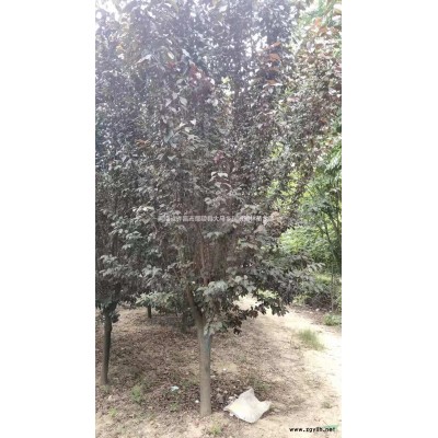 刺柏.紅花木槿，金葉復(fù)葉戚