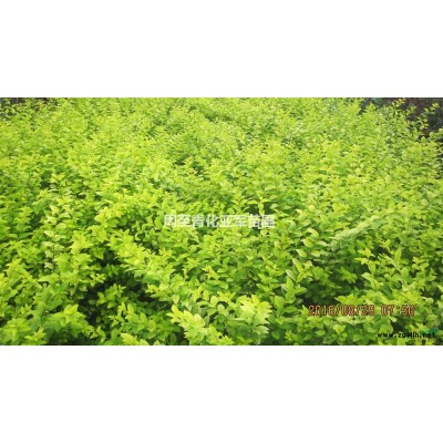 陜西營養(yǎng)缽錦帶，叢生紅王子錦帶，耐寒營養(yǎng)缽錦帶