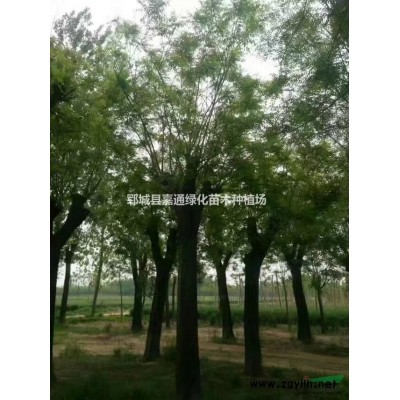 低價可供應重慶市紅葉李 價格120元