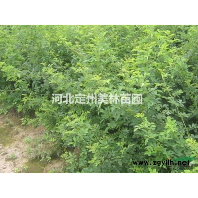 叢生木槿高度1.2米冠幅30冠幅5分枝以上市場行情