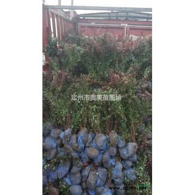河北定州銷售80-150公分高的叢生木槿26000棵