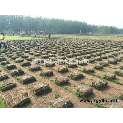 叢生紫荊價格_叢生紫荊產地_叢生紫荊綠化苗木苗圃基地