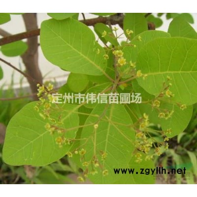 金葉蕕產(chǎn)地，河北金葉蕕價(jià)格