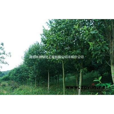 大小規格紫荊3基地