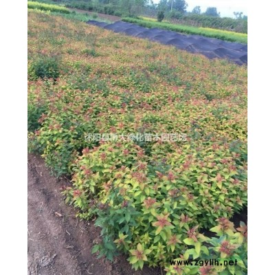 大小葉黃楊、紅葉小檗、金葉女貞、小葉女貞、小葉水蠟