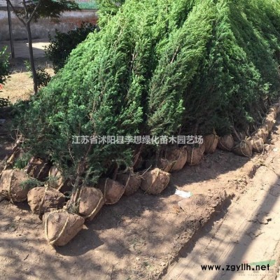 供應紅葉小檗,紅王子錦帶.金葉女貞.小葉女貞.灑金柏.瓜子黃