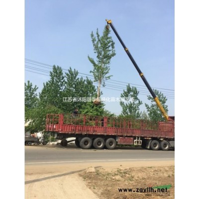 蜀檜.龍柏、金葉女貞.紅王子錦帶.火棘. 紅葉小檗