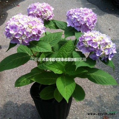 供應(yīng)紅葉小檗,紅王子錦帶.金葉女貞.小葉女貞.蜀檜.龍柏、灑金柏