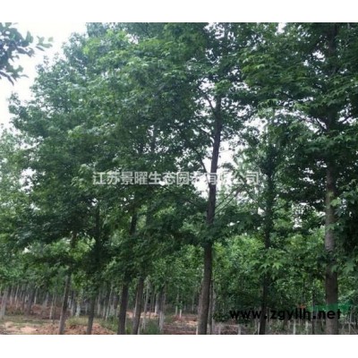 江蘇景曜生態基地供應紫葉小檗球、紅葉小檗球產地直銷/批發價格