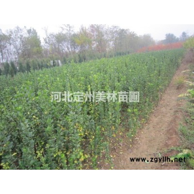 低價銷售 獨桿衛矛球 小葉黃楊球 紅葉小檗球