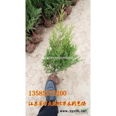 紅瑞木小苗價格報價/*新扦插紅瑞木小苗價格