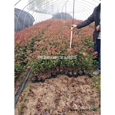 小葉女貞、火棘、水蠟、衛矛、紅瑞木、小葉黃楊