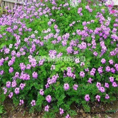 紅端木，紅瑞木苗，別名紅梗木、涼子木，紅端木，紅瑞木價(jià)格