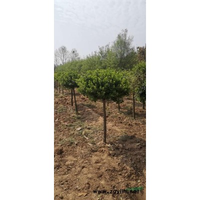 紅瑞木批發 河南紅瑞木 許昌紅瑞木批發價格便宜