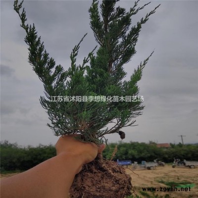 供應(yīng)連翹、紅瑞木、火棘、薔薇、 海桐、紅葉石楠、繡線菊、蔦尾