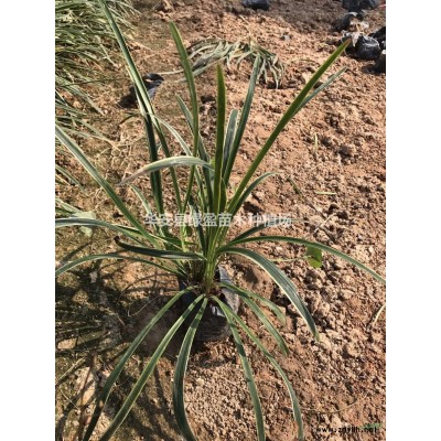 金葉假連翹圖片/金葉假連翹報價