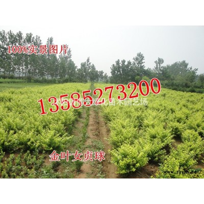 出售叢生連翹毛球冠幅40-120公分，連翹球價格，規(guī)格*