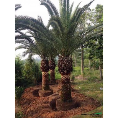 金邊假連翹球2*新價格/金邊假連翹球2報價