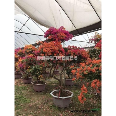 福建金邊假連翹介紹