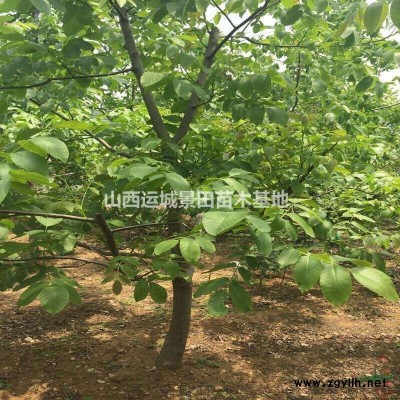 連翹苗哪里多？基地在什么地方？山西運城大面積連翹種植基地