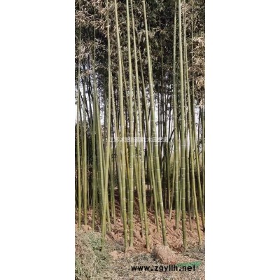 紫丁香 暴馬丁香 叢生丁香 獨(dú)桿丁香