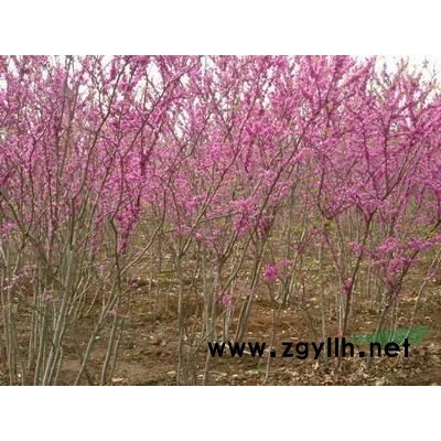 連翹 大冠連翹廠里 冠叢高1-3米多分枝