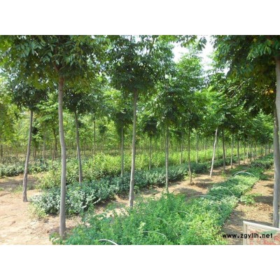 河北連翹 連翹基地 大棵連翹