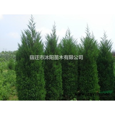 茶梅價格_茶梅圖片_茶梅產地_茶梅球綠化苗木苗圃基地