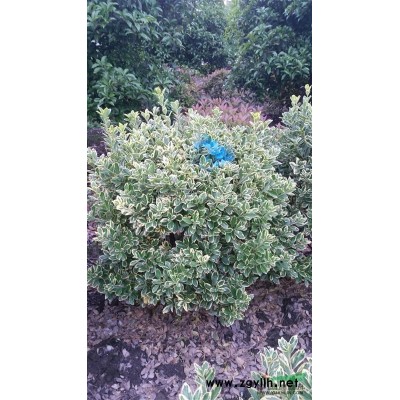 茶梅，茶梅供應(yīng)，蕭山苗木，2020年茶梅低價格