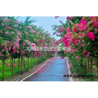 50公分連翹苗價格多少錢？連翹苗80公分高哪里有？
