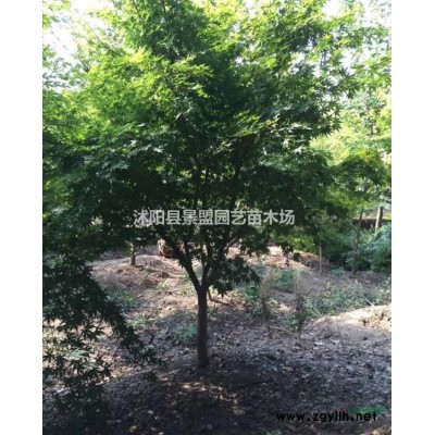 連翹苗子什么時候栽植？