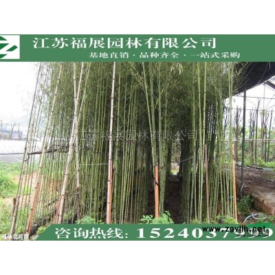 連翹，黃老虎4*新價格/連翹，黃老虎4報價