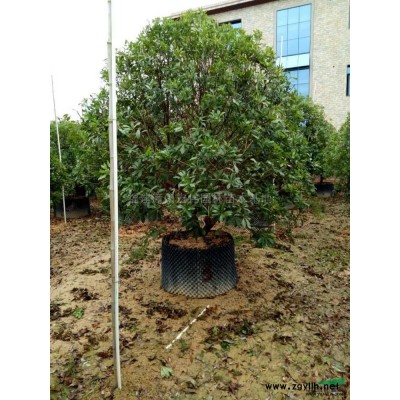 福建金邊假連翹介紹/特征/用途