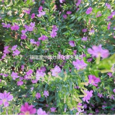 黃金葉價格，金葉假連翹價格