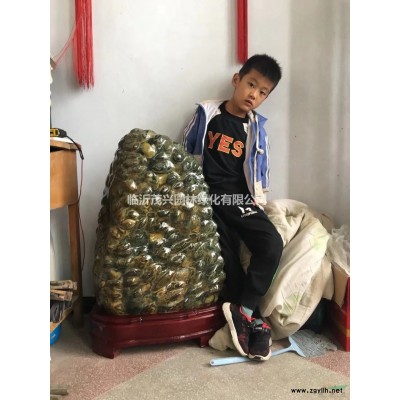 山東石榴樹價格、花石榴、規格*