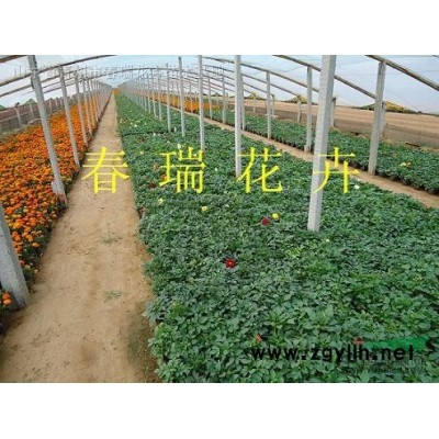 石榴樹，花石榴，果石榴樹