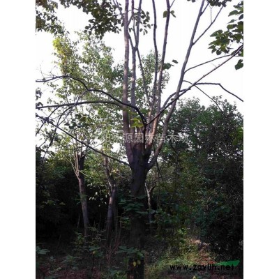 大批量供7金絲桃丶金絲梅