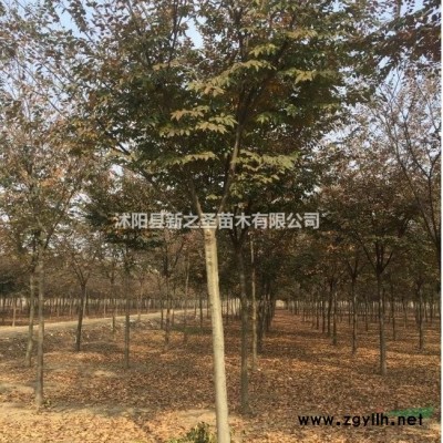 臘梅樹基地供應低價優質臘梅小苗