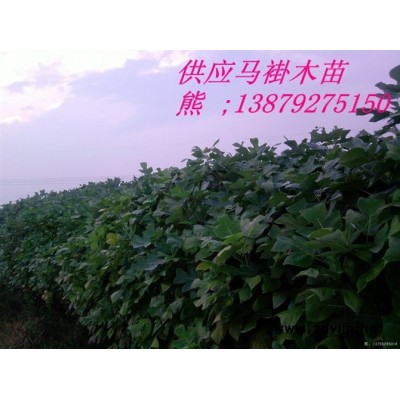 供應(yīng)臘梅種子