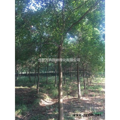 5公分三角楓，6公分三角楓，7公分三角楓，三角楓價格